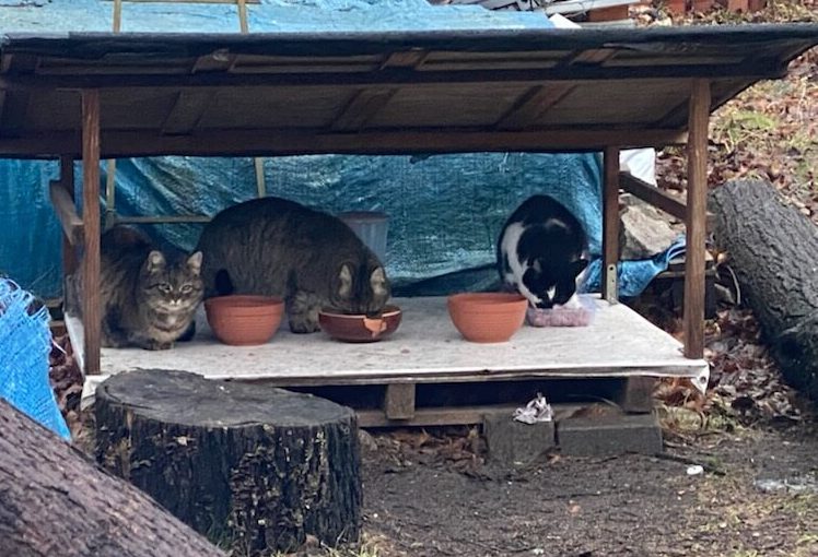 podopieczni Dessa Antyki Olsztyn